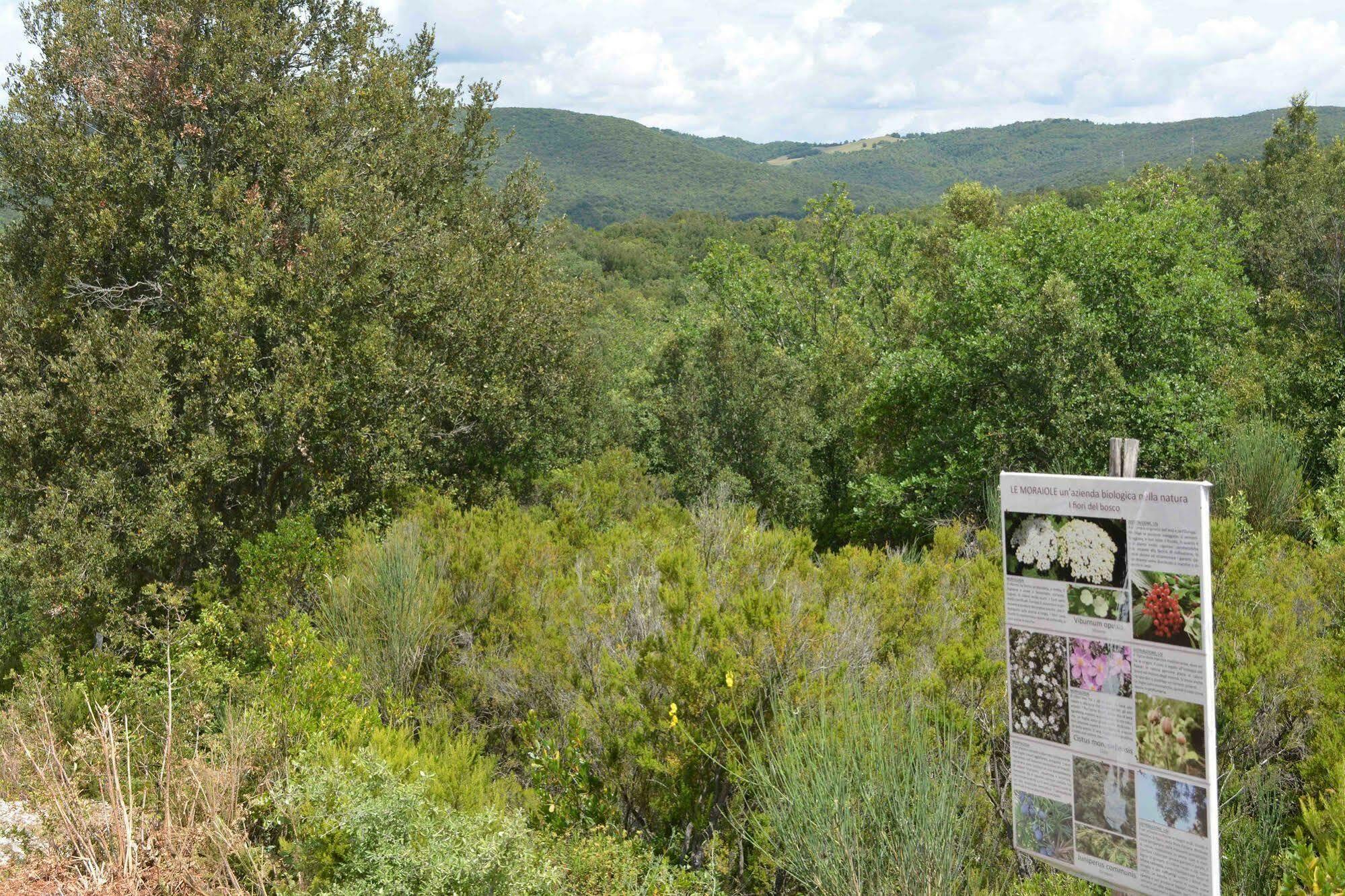 马萨马里蒂马Borgo Le Moraiole别墅 外观 照片